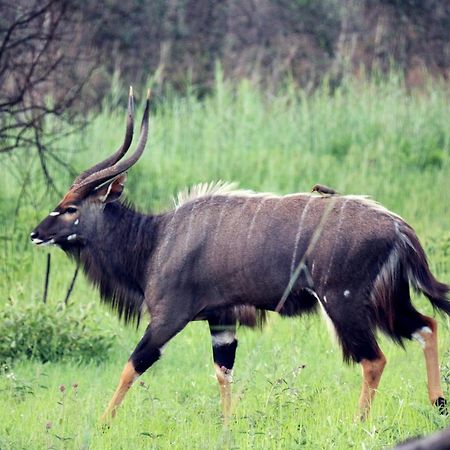 Ouklip Game Lodge Klipdrift Екстер'єр фото