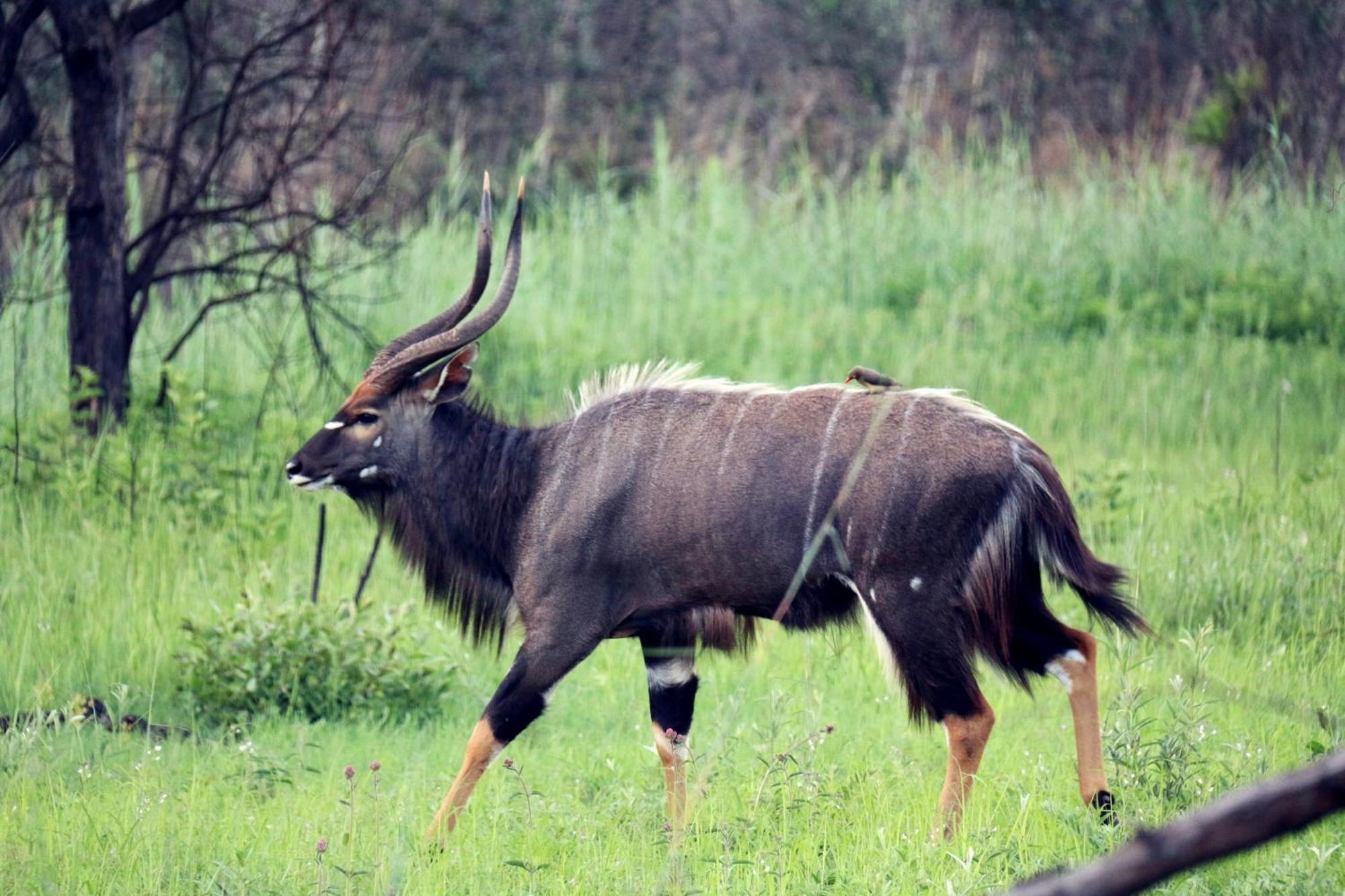 Ouklip Game Lodge Klipdrift Екстер'єр фото